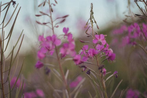 Gratuit Imagine de stoc gratuită din a închide, fireweed, flori Fotografie de stoc