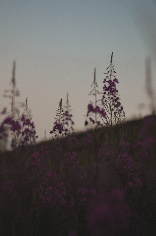 Free Purple Flower Field Stock Photo