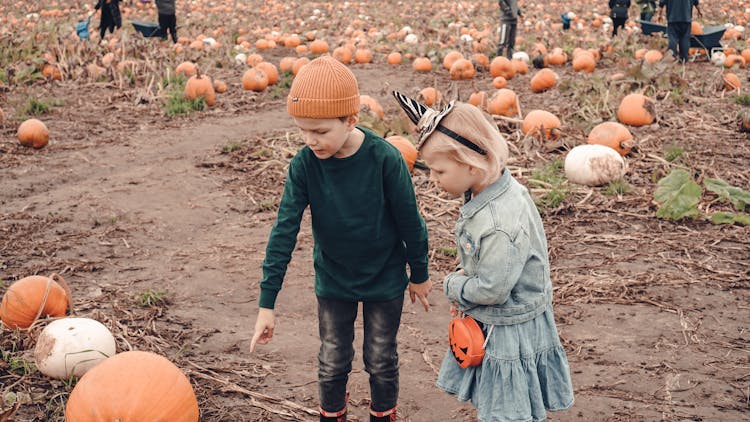 Kids Looking At Pumpkins