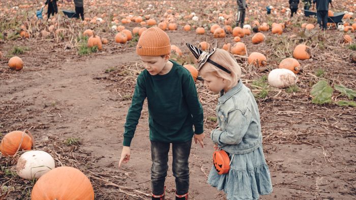 Children exploring a pumpkin patch