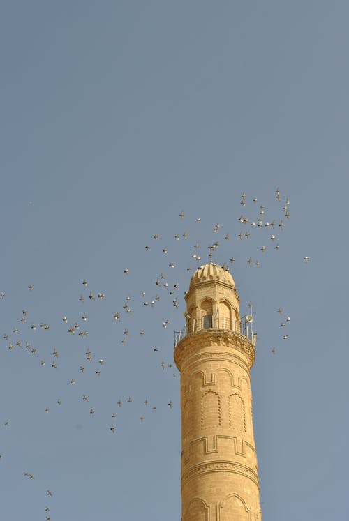 Flock of Birds Flying Across a Beige Concrete Tower