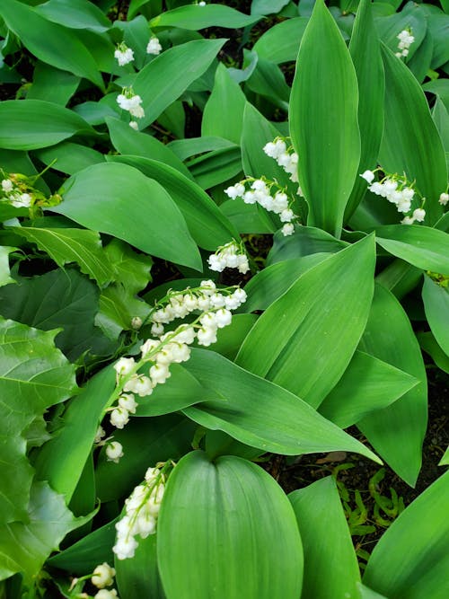 Green Plants with White Flowers