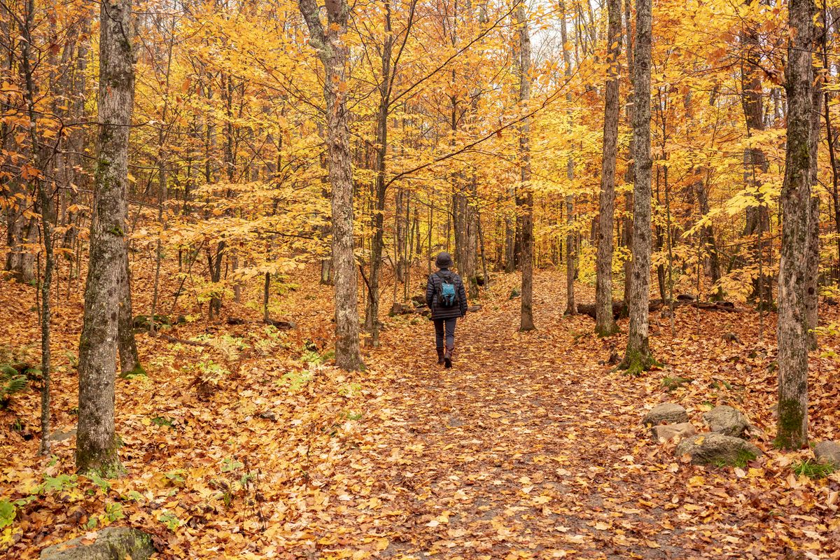 A person walks through a colorful autumn forest, surrounded by fall foliage.