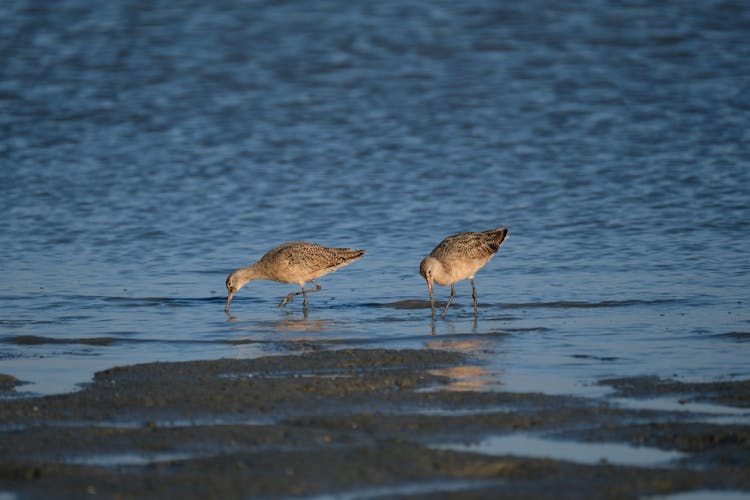 A Pair Of Birds Catching Food In The Water