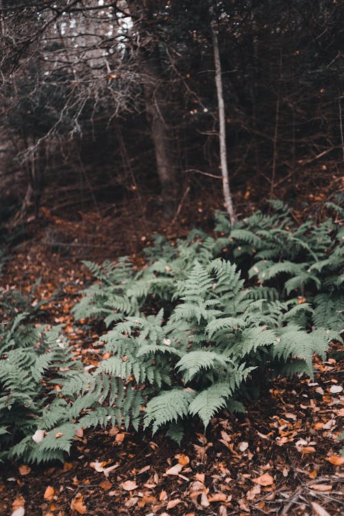 Green Fern in Forest