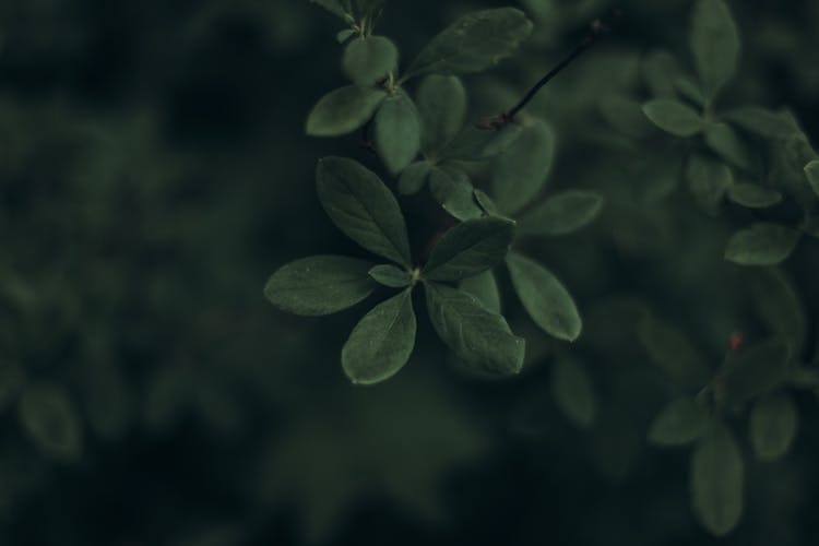 Close-up Of Bush Leafs