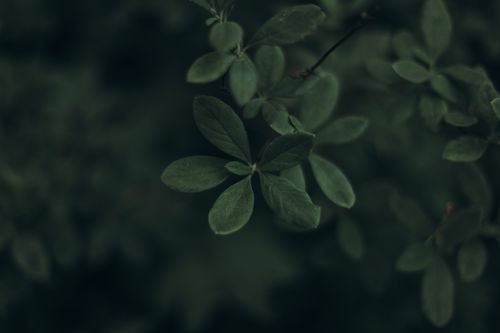 Free A close-up view of lush green leaves in a natural outdoor setting, perfect for nature-themed content. Stock Photo