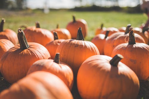 Orange Pumpkins on Green Grass