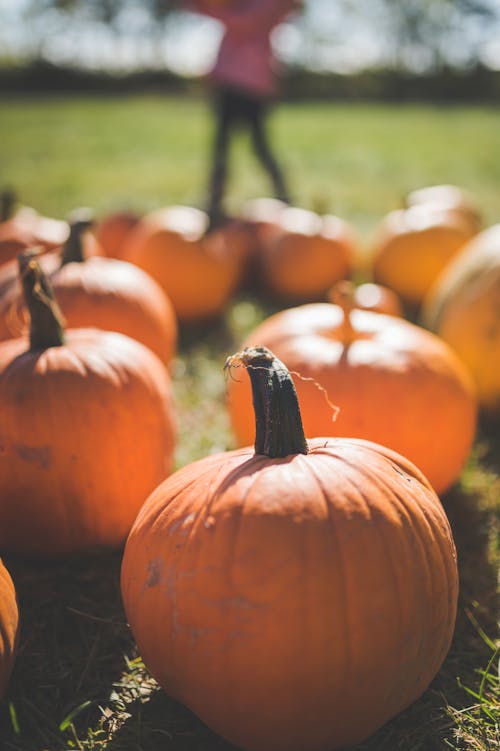 Bunch of Pumpkins Laid on Green Grass