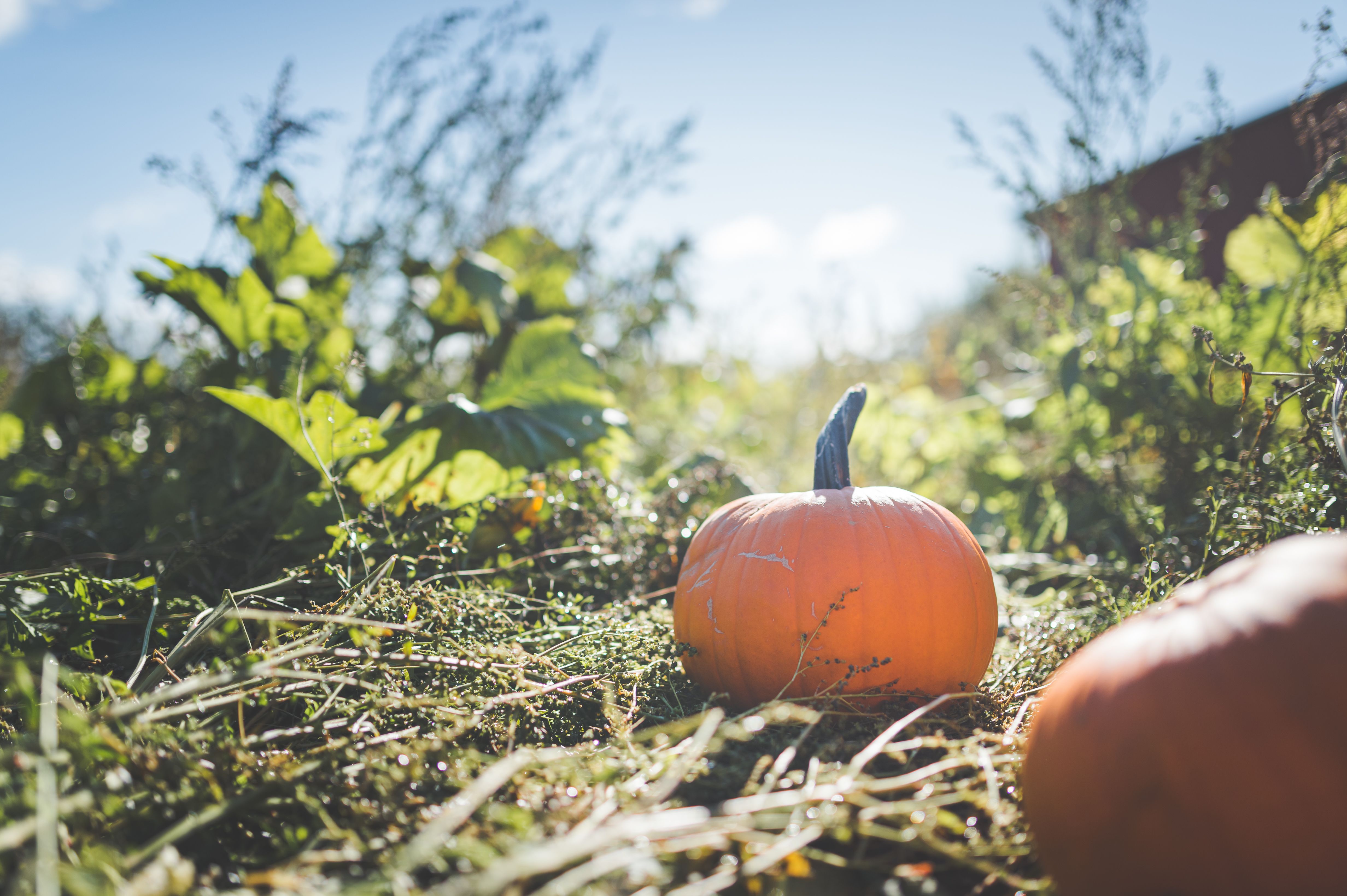 Green and Orange Squash · Free Stock Photo