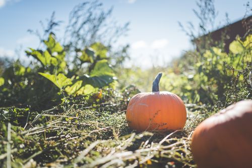Free Close-up of ripe pumpkin in a sunny farm field during harvest season. Stock Photo