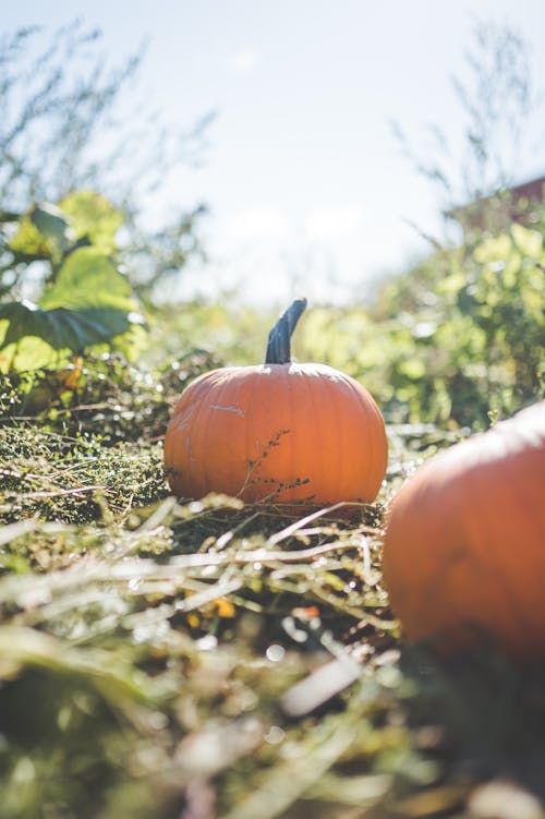 Close-up Photo of Pumpkin on Green Grass