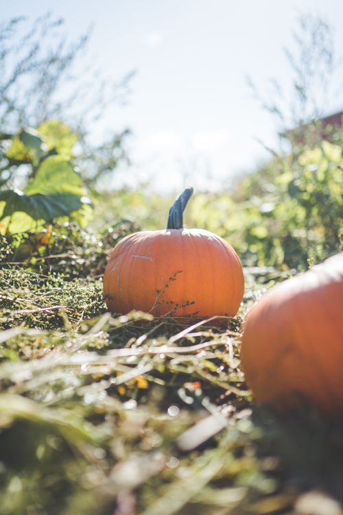 Free Bright pumpkin in a sunny field, capturing the essence of a fall harvest. Stock Photo