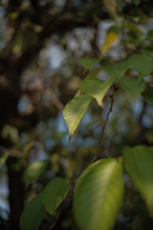 Free A detailed view of vibrant green leaves on a tree branch, symbolizing nature's beauty. Stock Photo