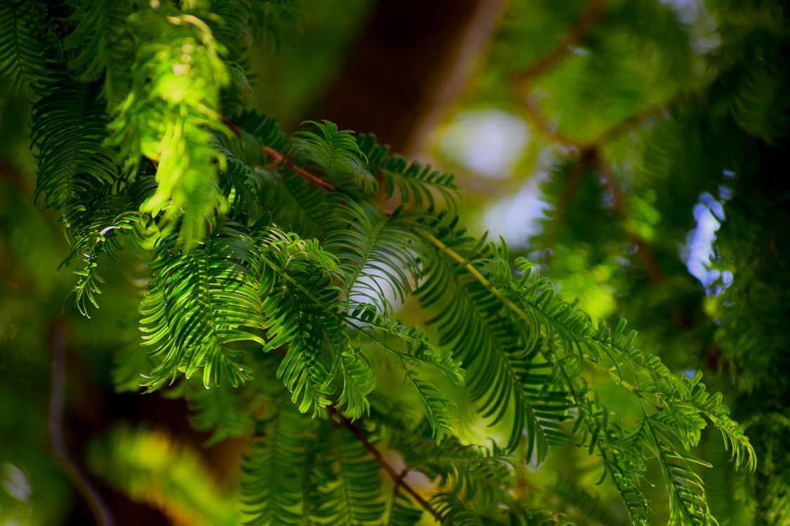 Green Leaf Plant in Close Up Photography · Free Stock Photo