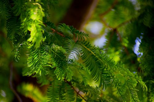 Free Detailed close-up of green leaves with vibrant lighting highlighting natural texture and color. Stock Photo