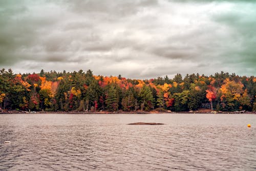 Free Autumn Trees Near the Lake Stock Photo