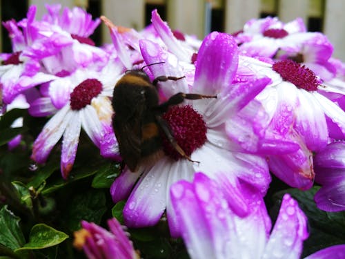 Free stock photo of beautiful, beautiful flowers, bumblebee