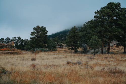 Green Trees on Brown Grass Field