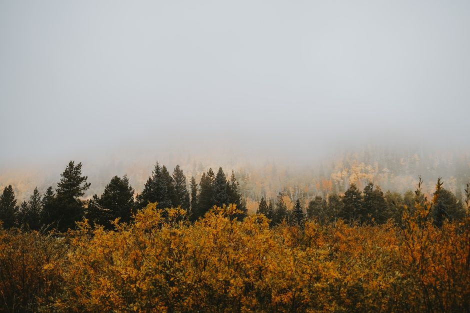 A serene view of a foggy autumn forest with colorful foliage and trees.