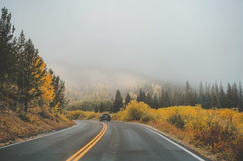 Overcast and Fog over Road through Forests