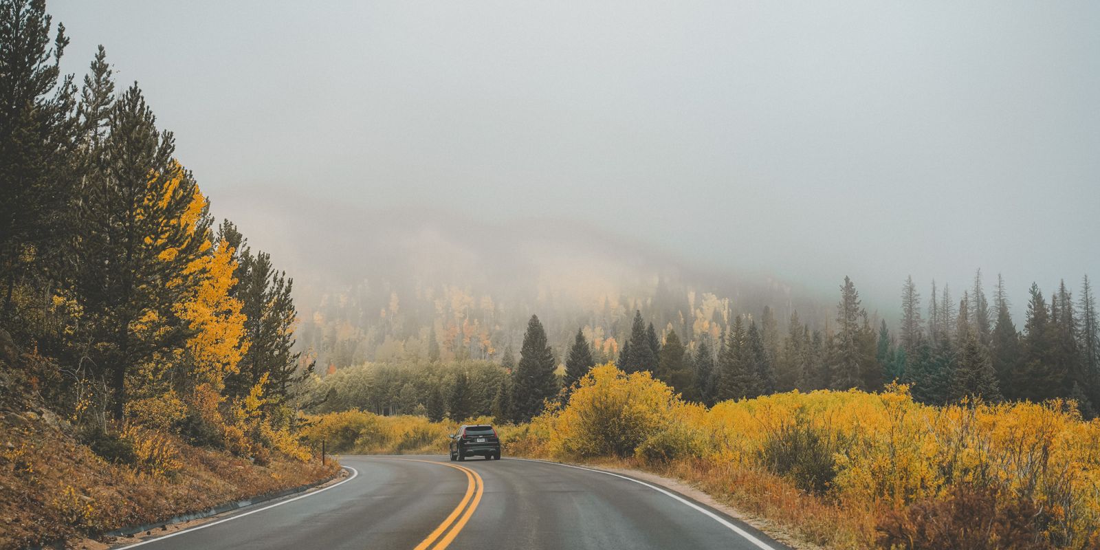 A foggy forest road lined with autumn leaves