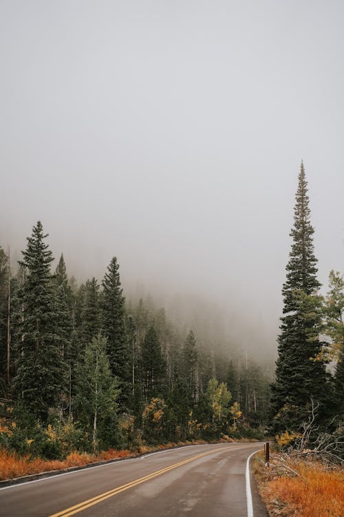 Immagine gratuita di alberi, autunno, cloud