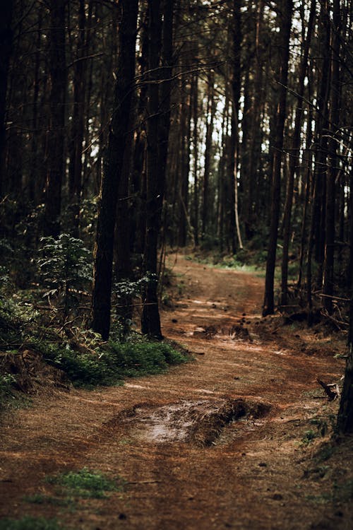 Train between Trees in a Forest