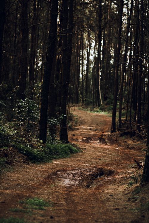 Free Tranquil forest trail in Panambi, RS, Brazil, showcasing lush greenery and natural beauty. Stock Photo