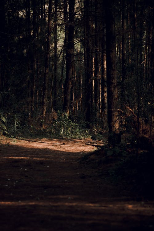 Immagine gratuita di alberi, boschi, campagna