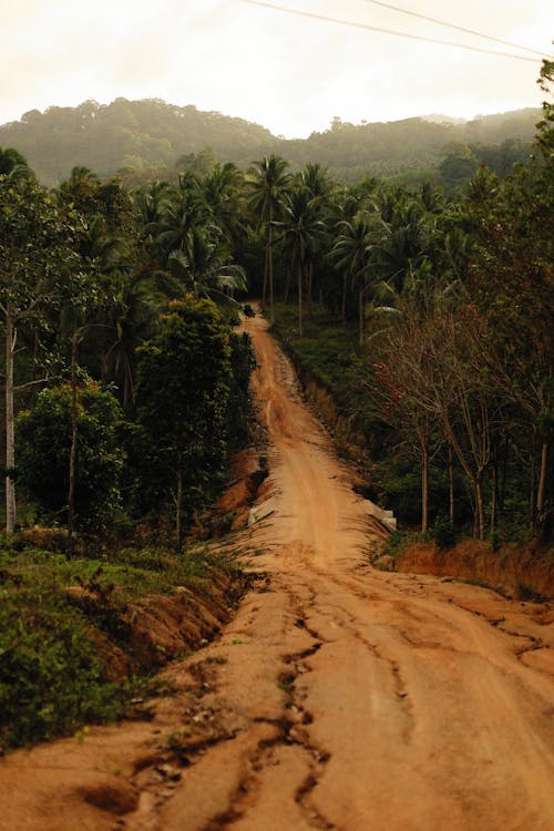 Dirt Road into The Forest