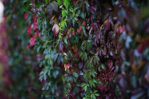 A Lush Green and Purple Leaves of Crawling Plants