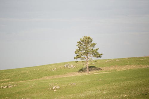 açık hava, ağaç, arazi içeren Ücretsiz stok fotoğraf