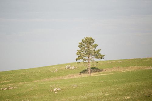 Free A lone tree stands tall in a tranquil grassland under a clear daytime sky. Stock Photo
