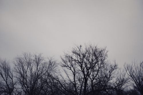 Free A dramatic black and white photo of barren winter trees against a grey sky, evoking a somber atmosphere. Stock Photo