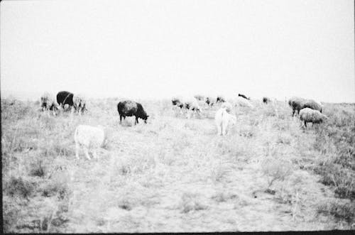 Darmowe zdjęcie z galerii z czarno-biały, fotografia w skali szarości, owca