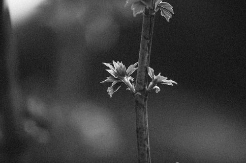 Free A grayscale image focusing on a plant stem with emerging leaves. Minimalist and artistic. Stock Photo