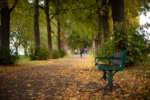 Foto d'estoc gratuïta de arbres, atmosfera de outono, banc