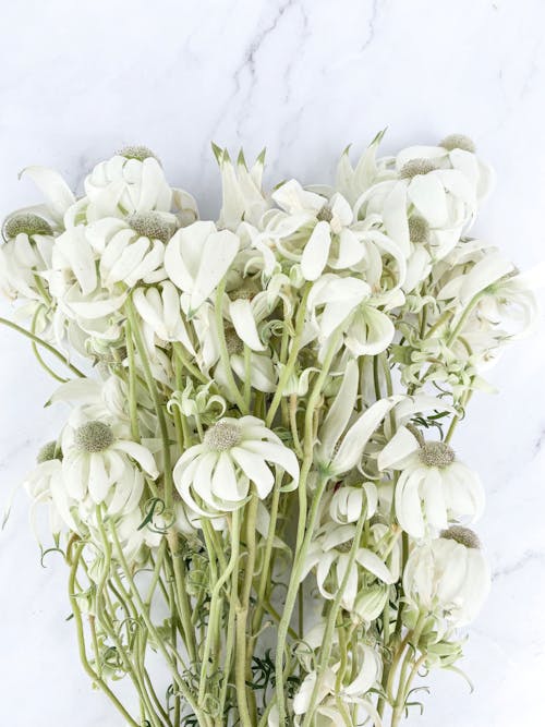 Free Bunch of Faded Flowers Stock Photo
