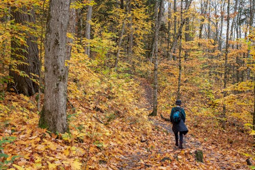 A Person Walking in a Forest