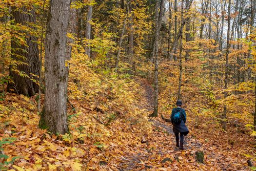Person hiking through a colorful autumn forest, surrounded by vibrant fall foliage.