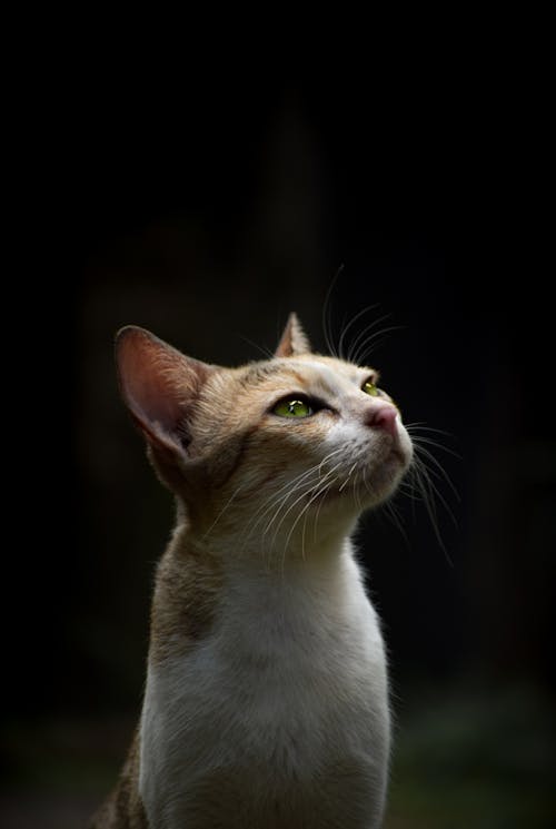 Photo of a Domestic Cat with White Whiskers