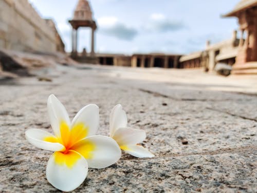 Free stock photo of beautiful flower, hindu temple Stock Photo