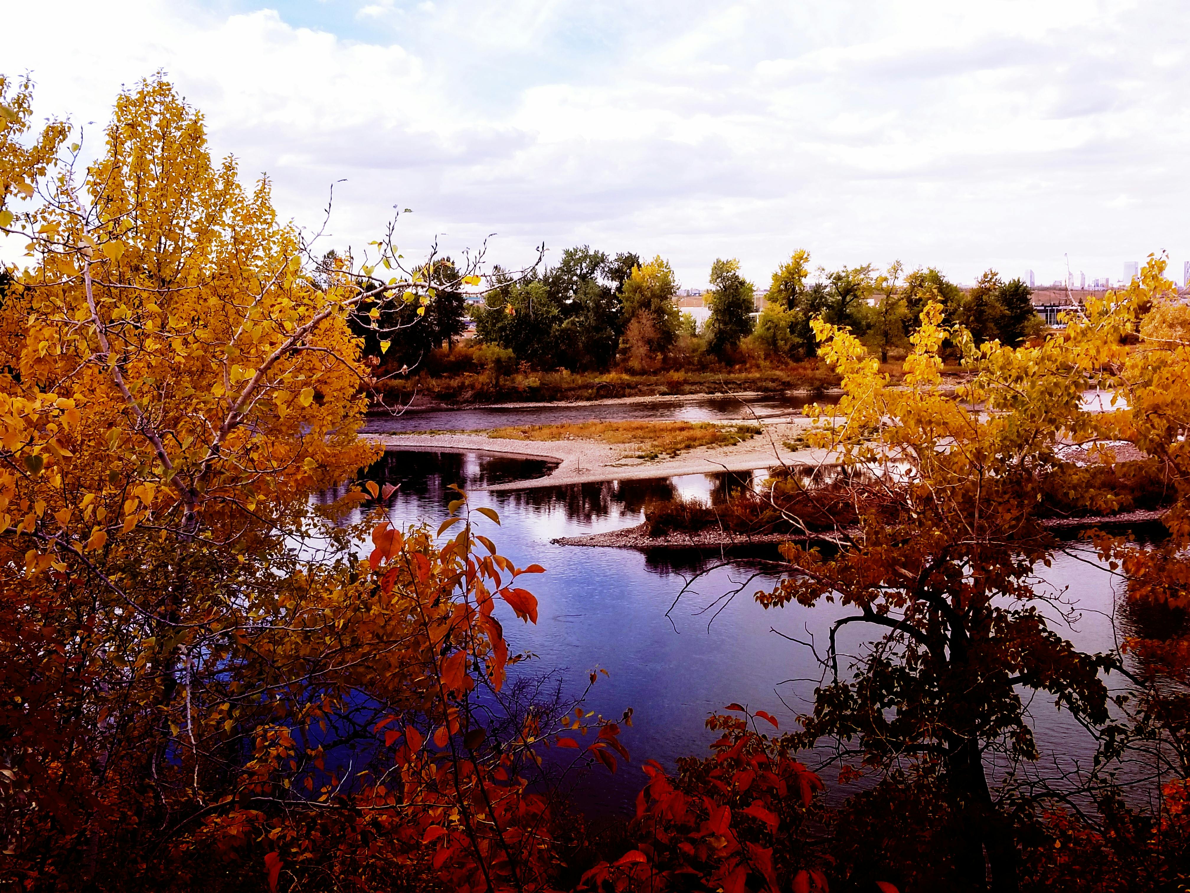 Free stock photo of autumn colours, autumn leaf, autumn mood forest