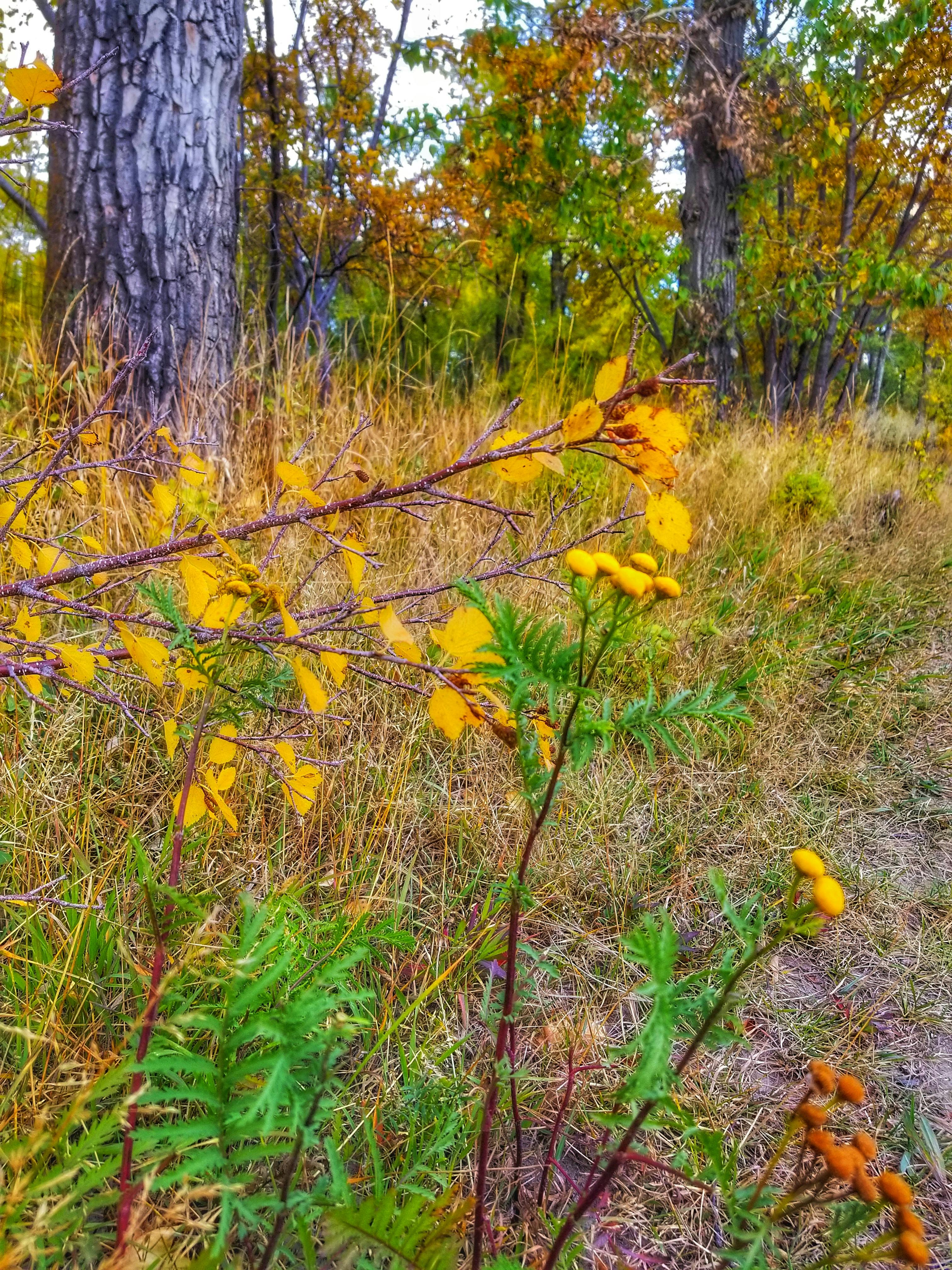 Free stock photo of autumn colours, autumn leaves, autumn mood forest