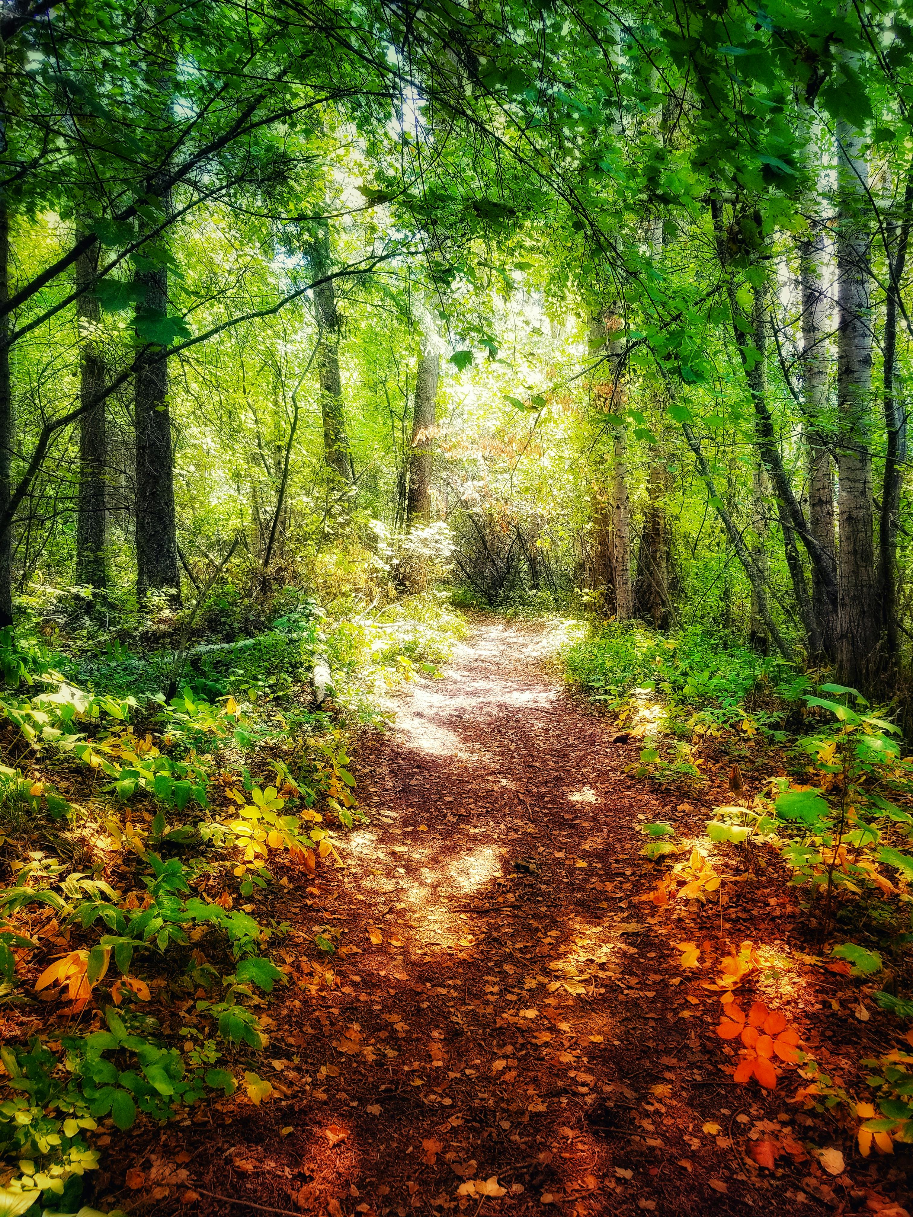 Free stock photo of evening sun, forest floor, forest path