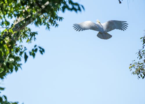 Gratis stockfoto met kaketoe, zwavel-kuifkaketoe