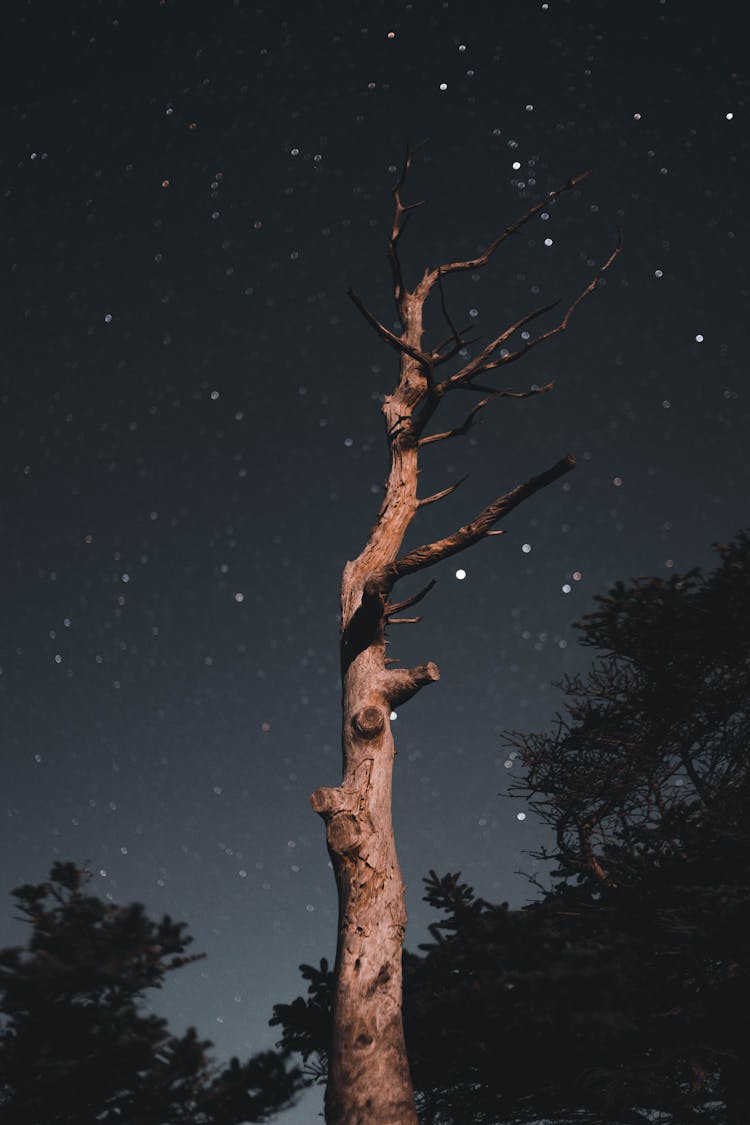 Withered Tree In Forest At Night