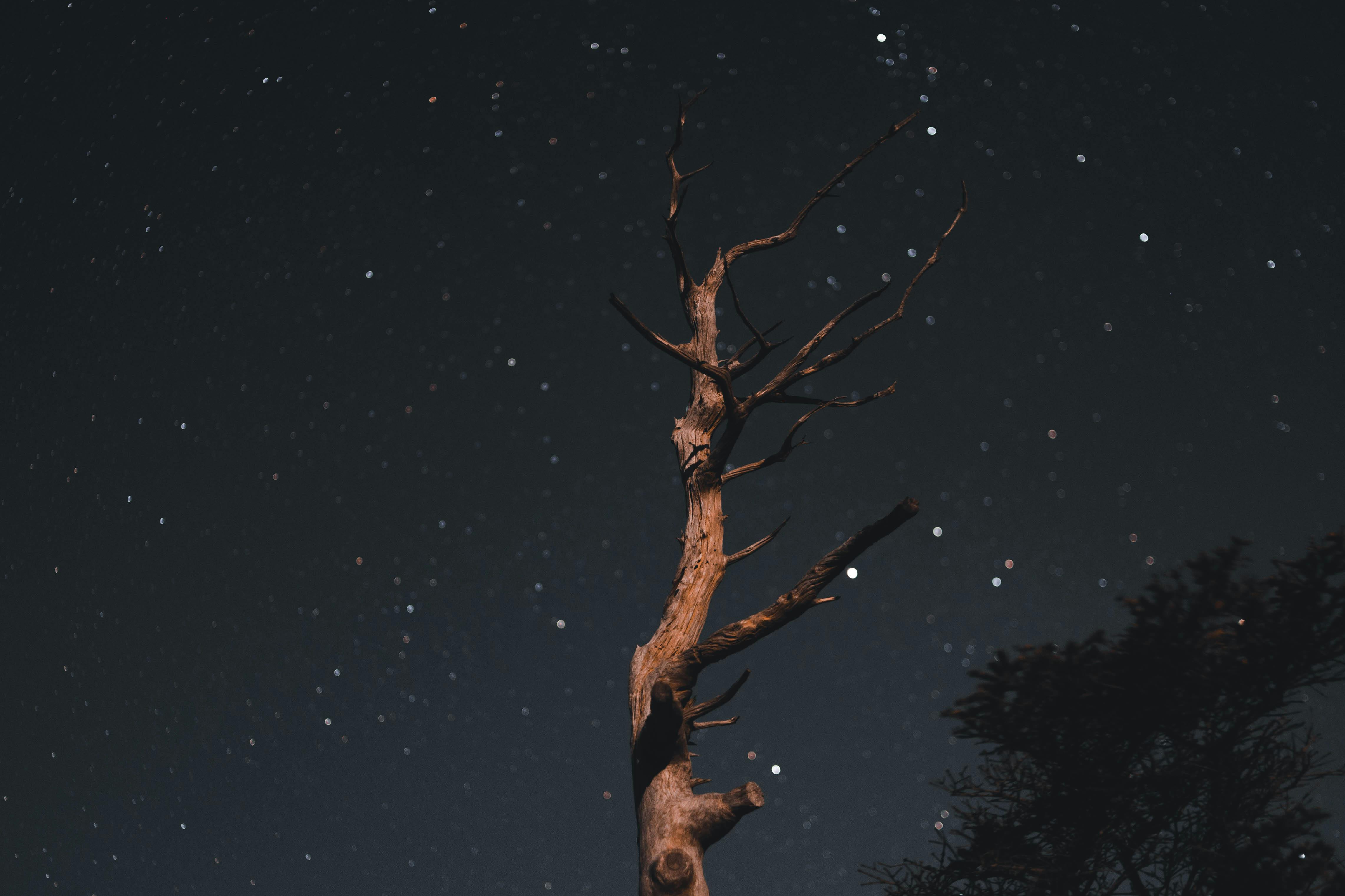 withered tree at night