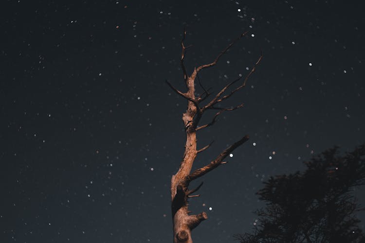 Withered Tree At Night